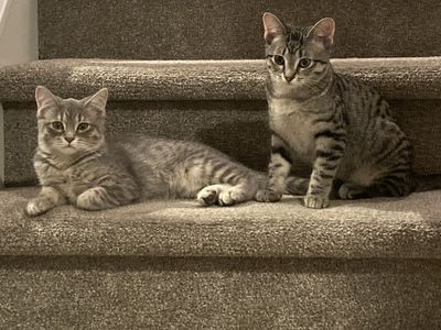 2 Sister Cats Need New Home