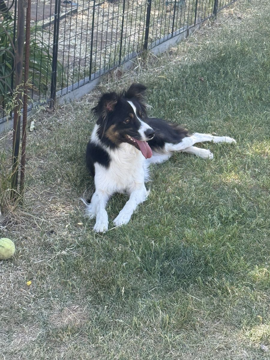 1.5 year old Aussie / Border collie  Luna needs a new home due to her owner passing away