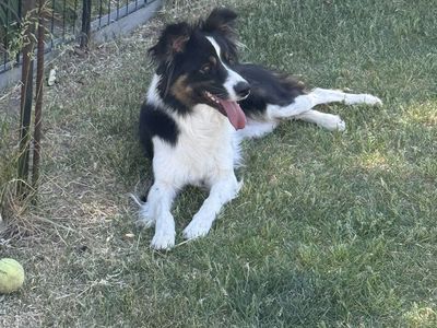 1.5 year old Aussie / Border collie Luna needs a new home due to her owner passing away