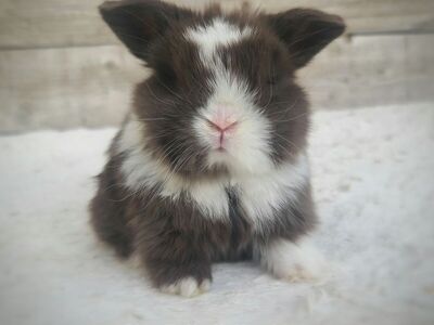 Chocolate Holland Lops