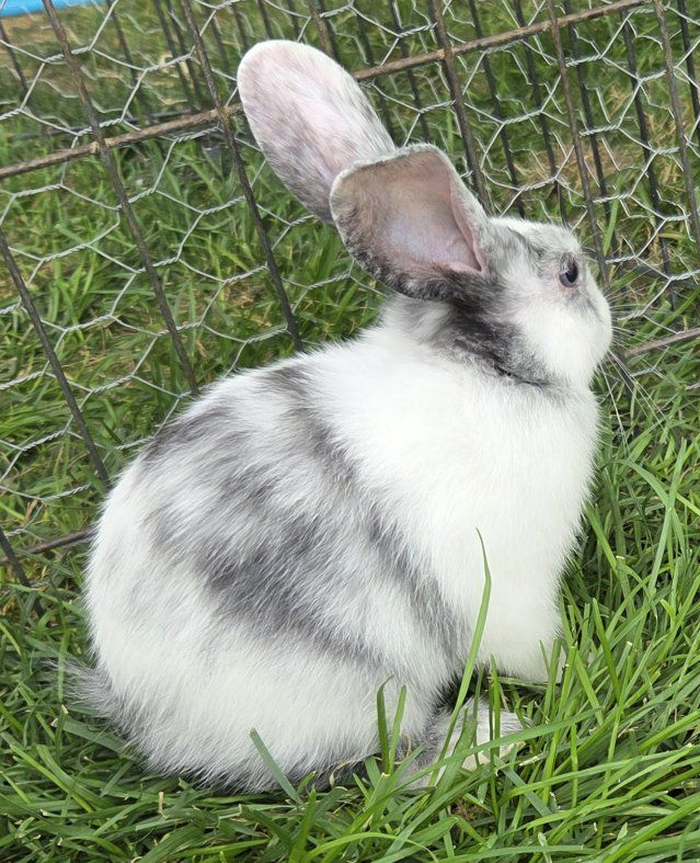 Magpie Harlequin Bunny Rabbit Kit