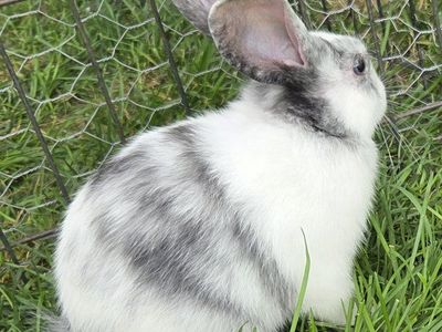Magpie Harlequin Bunny Rabbit Kit