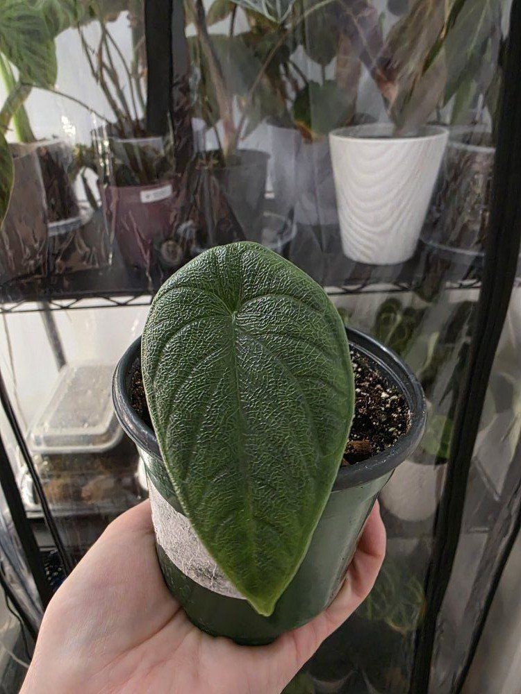 Alocasia Melo (house plant)