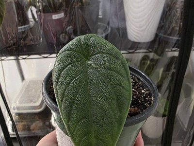 Alocasia Melo (house plant)