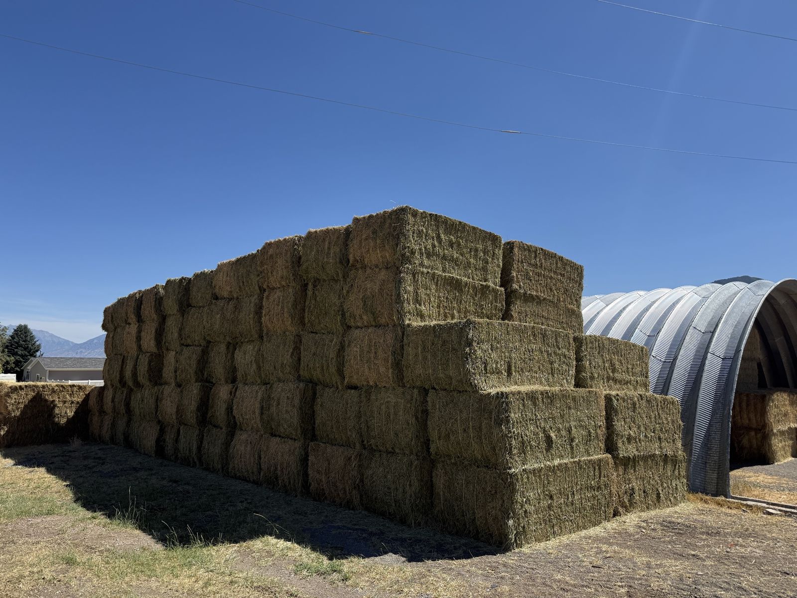 Premium Alfalfa hay! Top tier quality!