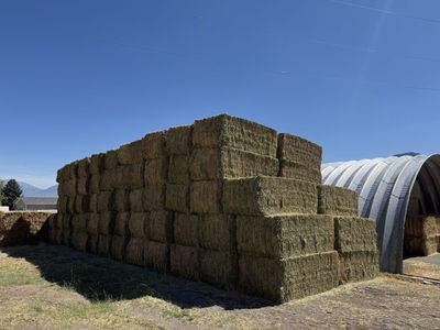 Premium Alfalfa hay! 3x4x8 Top tier quality!