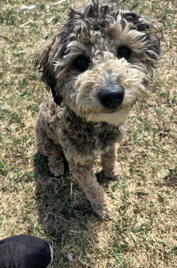 F1BB health tested mini golden/aussiedoodle