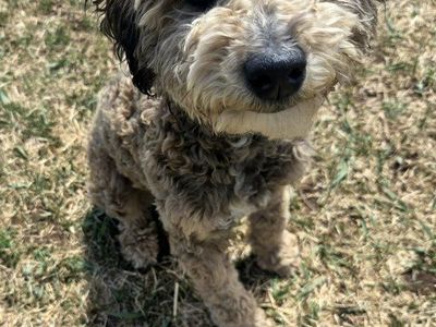 F1BB health tested mini golden/aussiedoodle