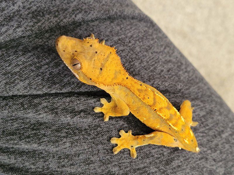 Adorable Baby Flame Dalmation Crested Gecko