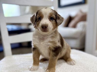 ASDR Mini Australian Shepherd Aussie Puppies