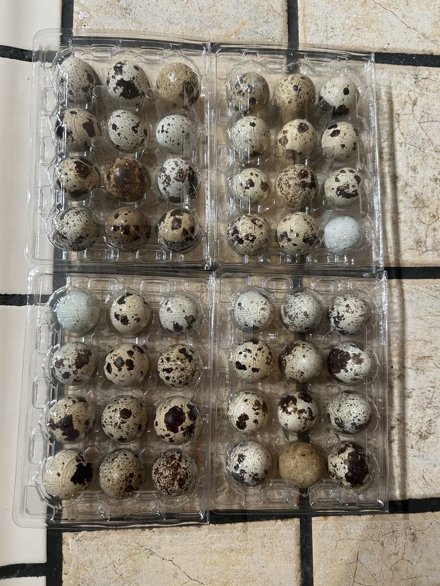Fresh Quail Eggs - non fertilized 