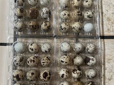 Fresh Quail Eggs - non fertilized