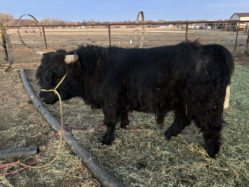 Scottish Highland cow