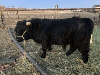 Scottish Highland cow