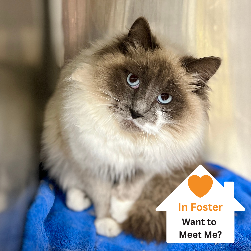 Hello my name is Chiffon