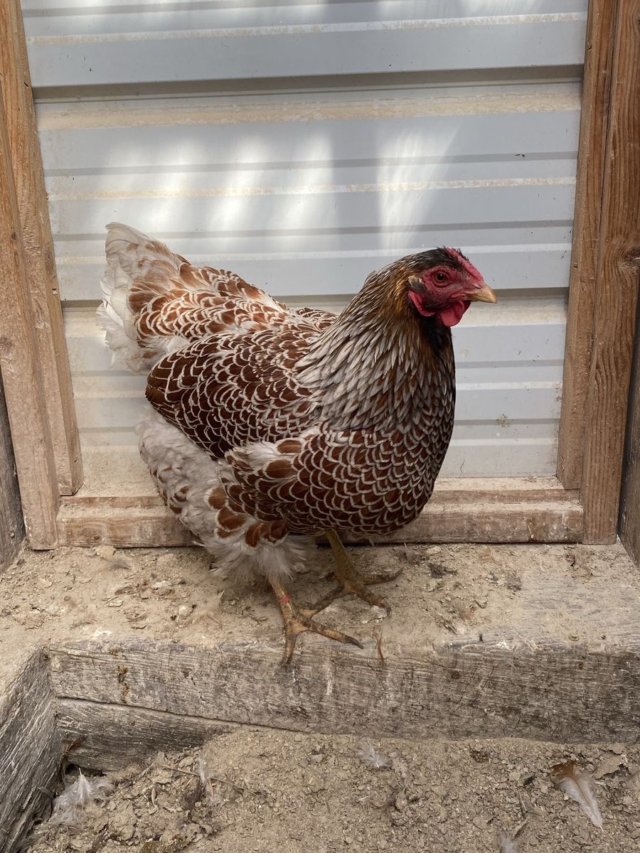 Hatching Eggs, Blue laced Ted Wyandotte