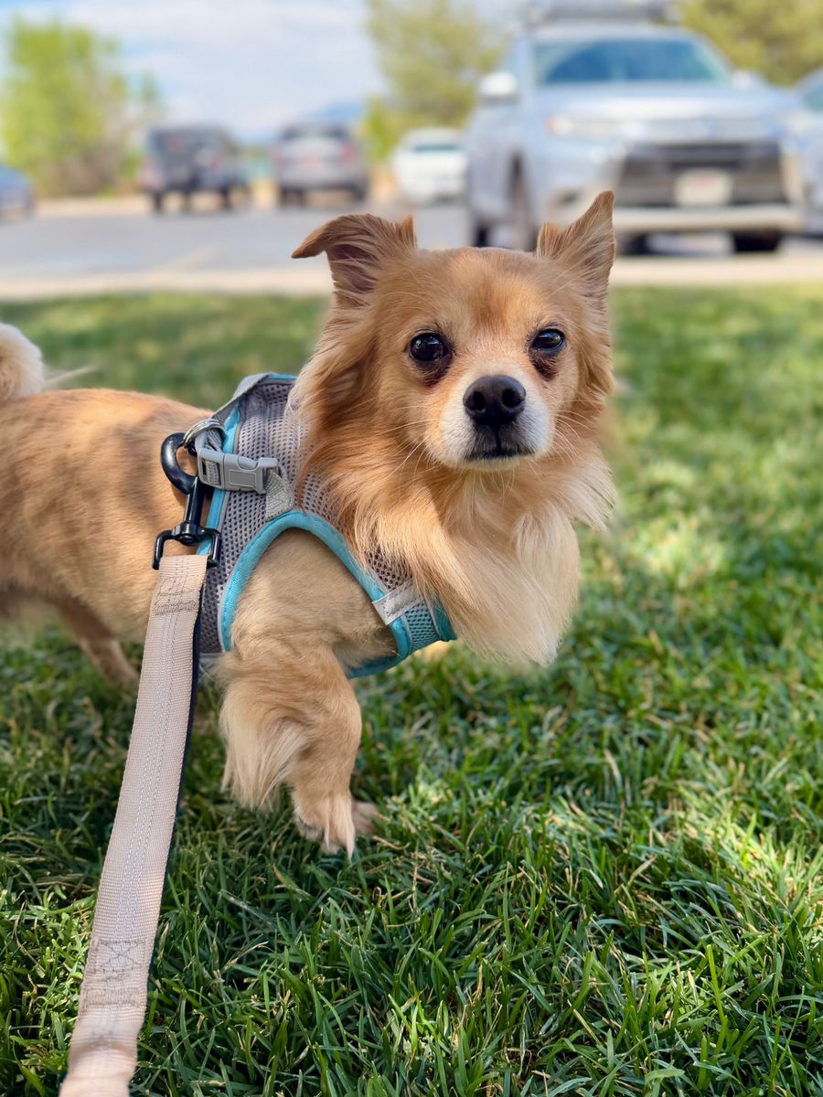 Adopt Gizmo!