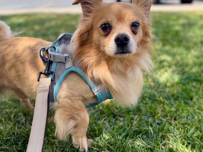Adopt Gizmo!