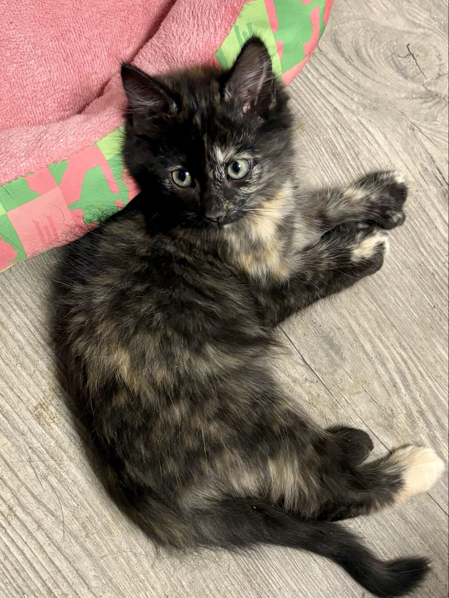 Maine Coon Mix Female Kitten