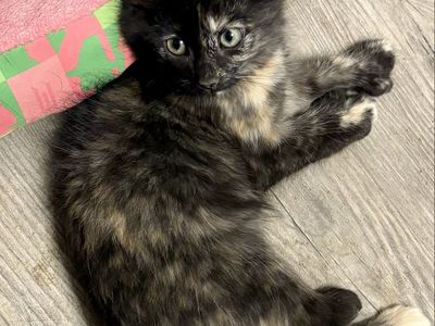 Maine Coon Mix Female Kitten