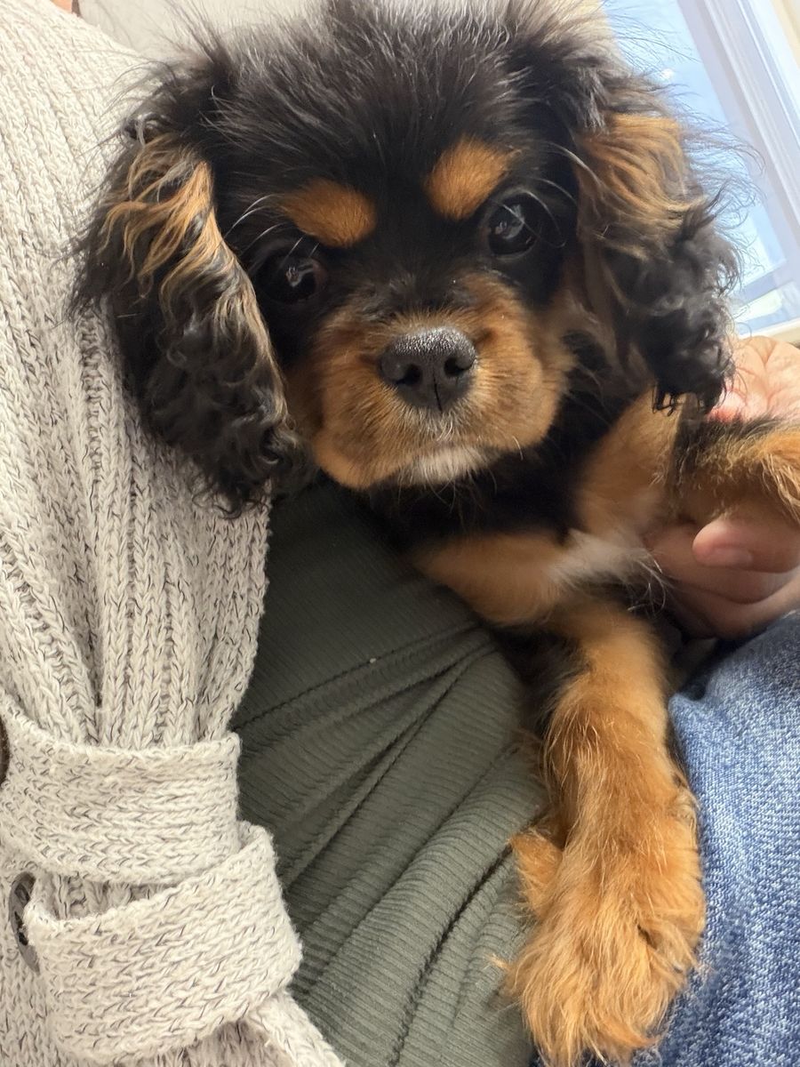 Cavalier King Charles