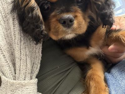 Cavalier King Charles