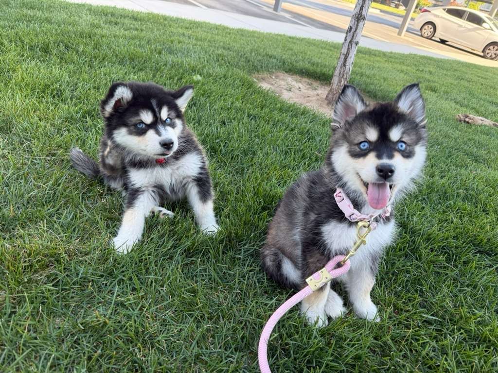 Husky puppies
