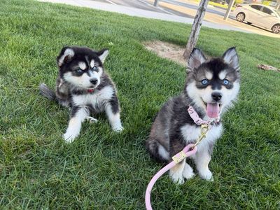 Husky puppies