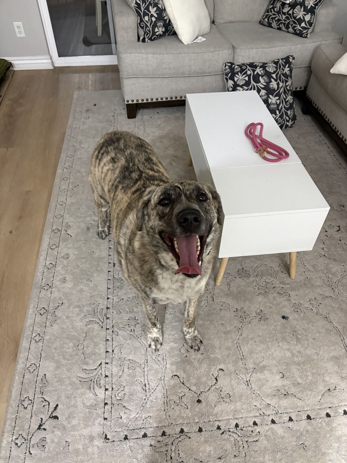 Loving Anatolian Shepherd Mix — 3 Years Old