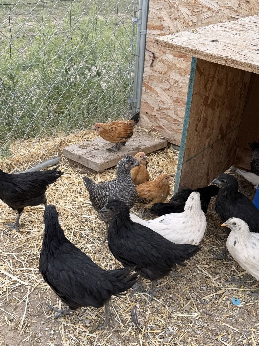 Chicks for sale !!!!
