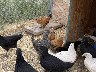 Chicks for sale !!!!