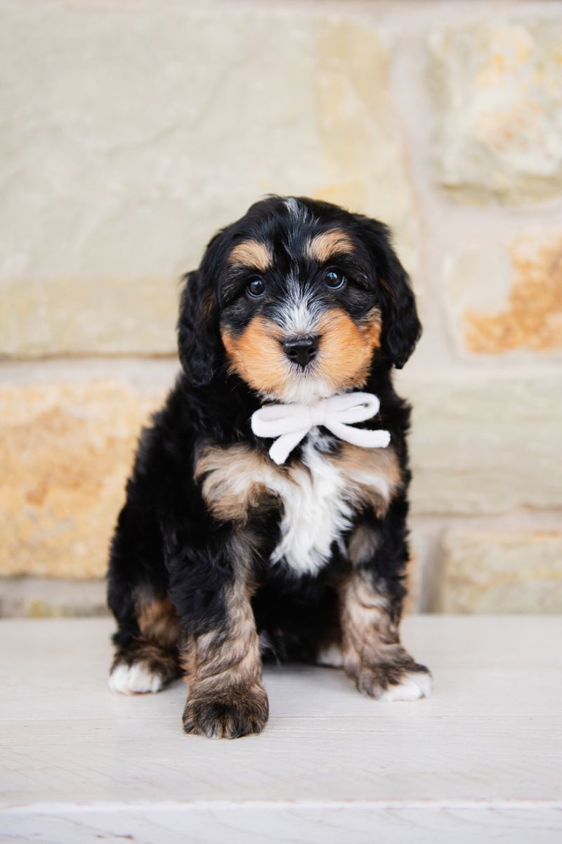 Multigenerational Mini Bernedoodle
