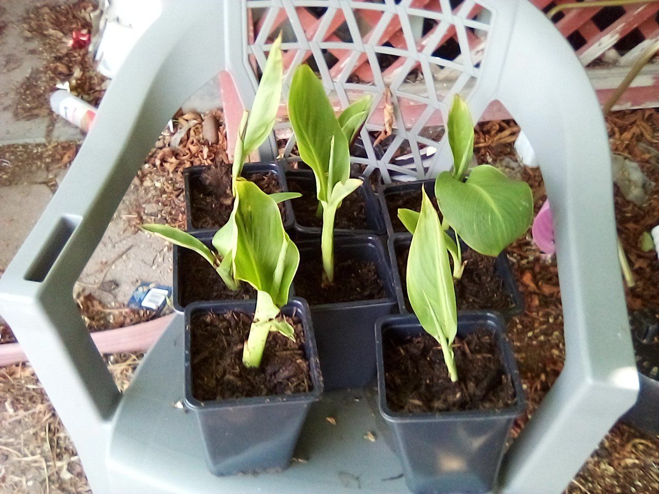 Canna Lillies