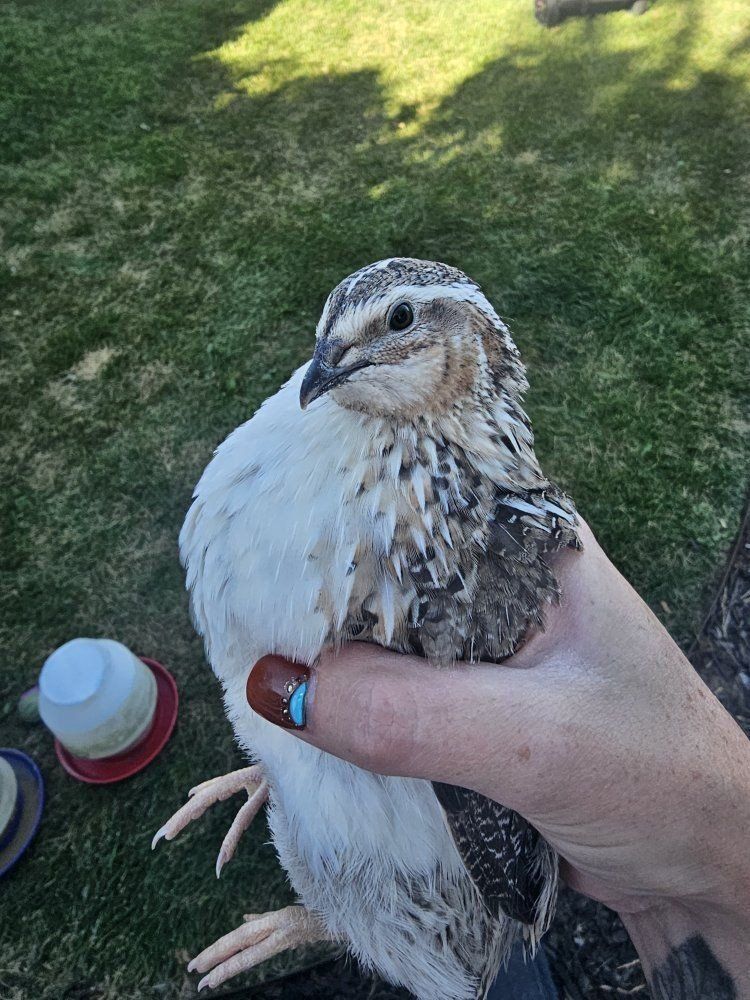 coturnix quail roosters