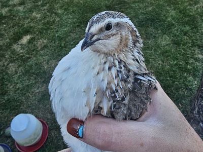 coturnix quail roosters