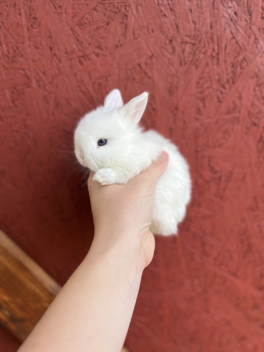 Pedigree Holland Lops