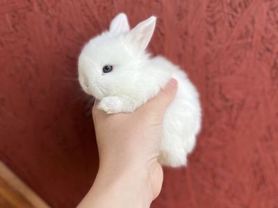 Pedigree Holland Lops