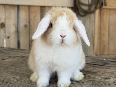 Super cute pedigreed holland lop buck (free delivery to SLC or ID)