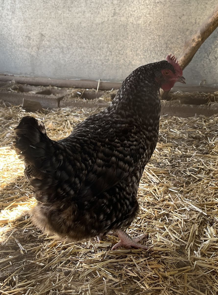 A162043 Audrey Henburn is Available for Adoption!