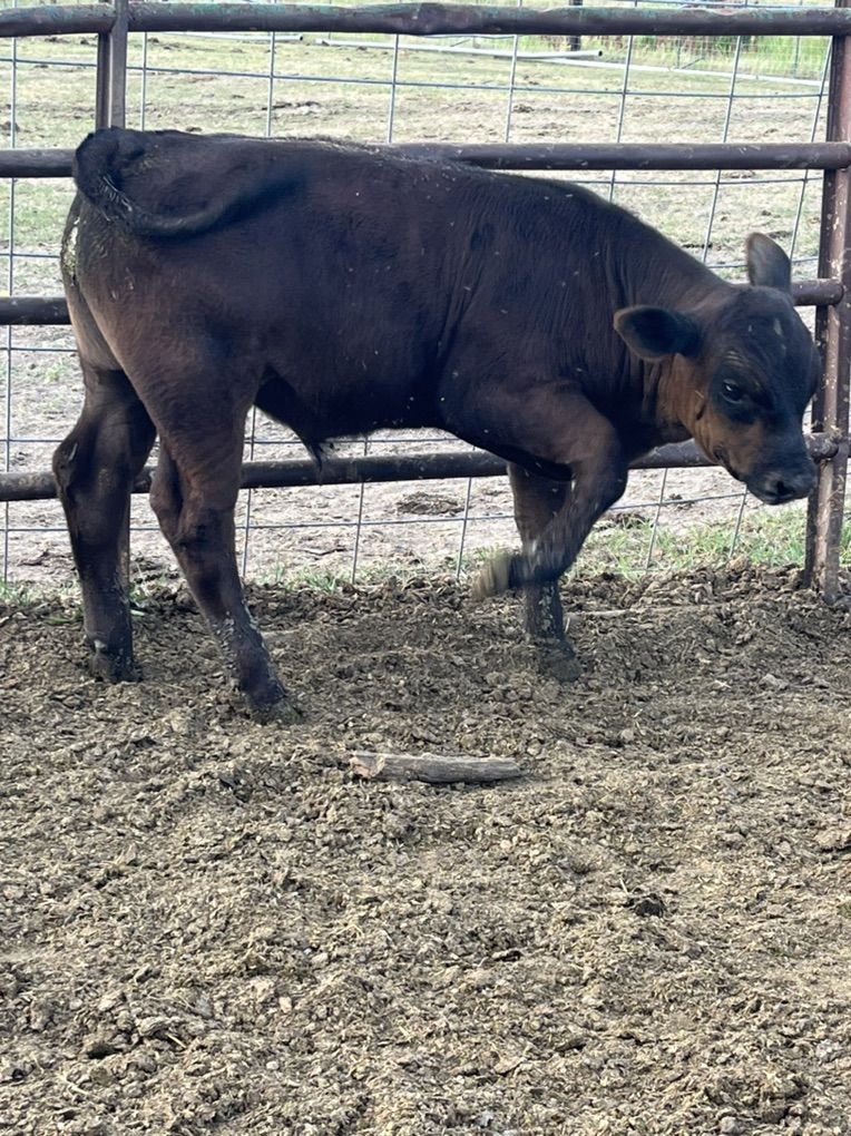 Angus Bull Calves
