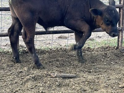 Angus Bull Calves