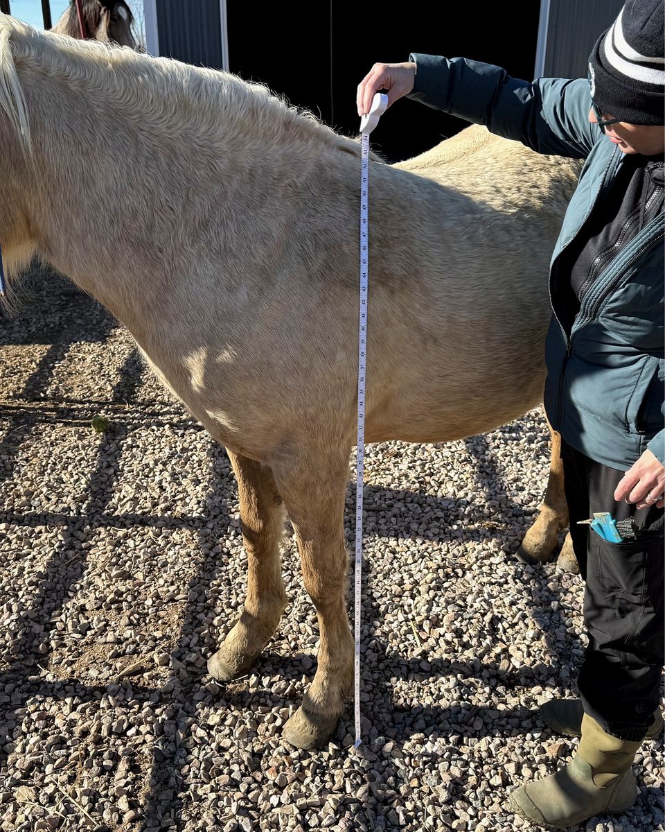 Palomino pony, Gentle, Green, Good with Kids & Dogs