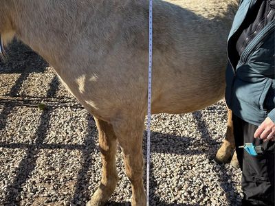 Palomino pony, Gentle, Green, Good with Kids & Dogs