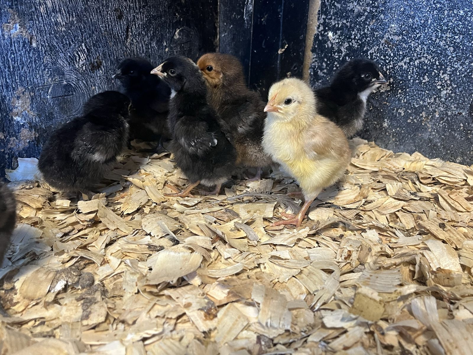Chicks
