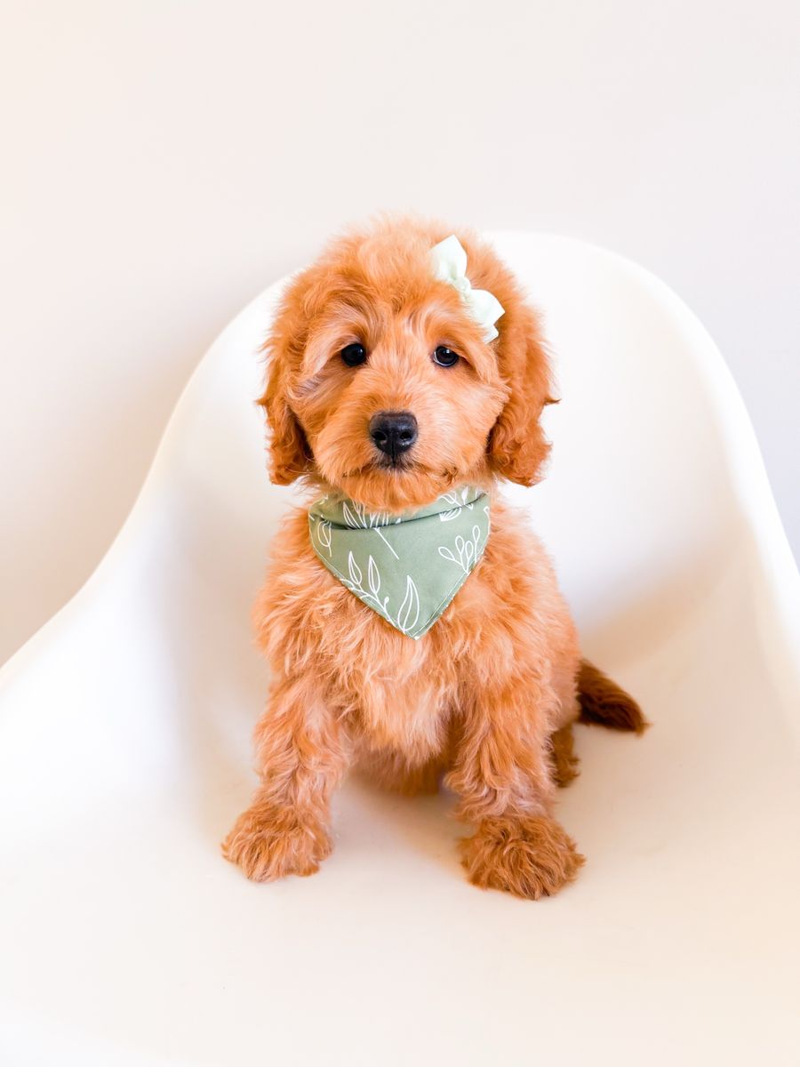 Therapy/ESA Potential - Calm Mini Goldendoodle Golden Doodle Girl, Trained, Ready Now