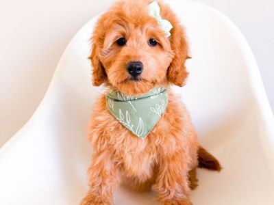 Therapy/ESA Potential - Calm Mini Goldendoodle Golden Doodle Girl, Trained, Ready Now