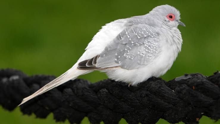 Looking For Diamonds Doves