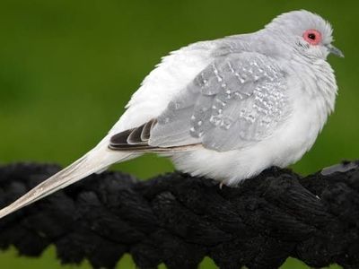 Looking For Diamonds Doves