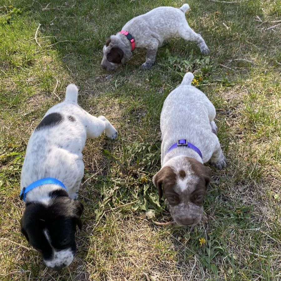 AKC German Shorthaired Pointer Puppies