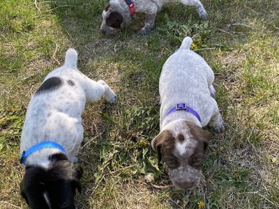 AKC German Shorthaired Pointer Puppies